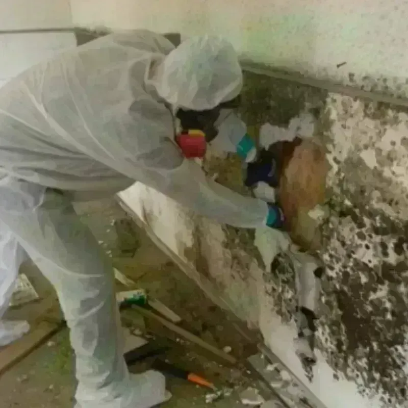 Mold Remediation and Removal in Norristown, PA